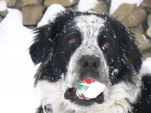 /Images/uploads/Humane Society of Utah/HSUCalendar/entries/1600thumb.jpg